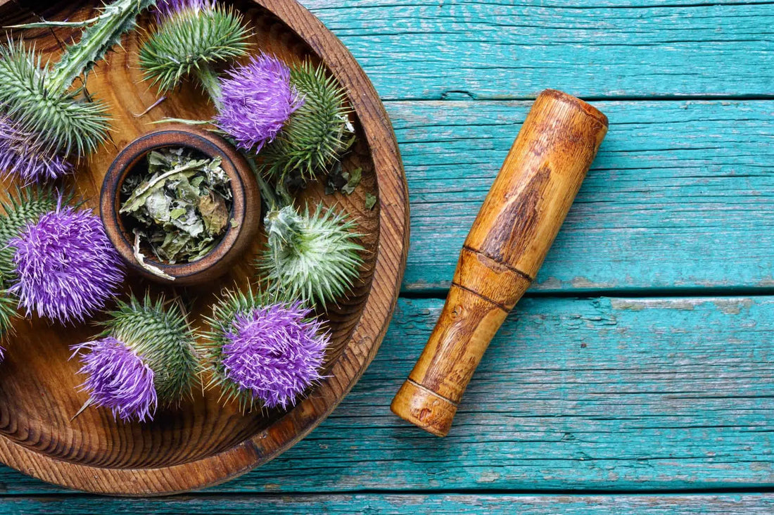 Bienfaits du chardon Marie : meilleur allié du foie